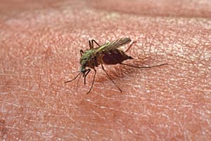 Stechmücke - Mosquito