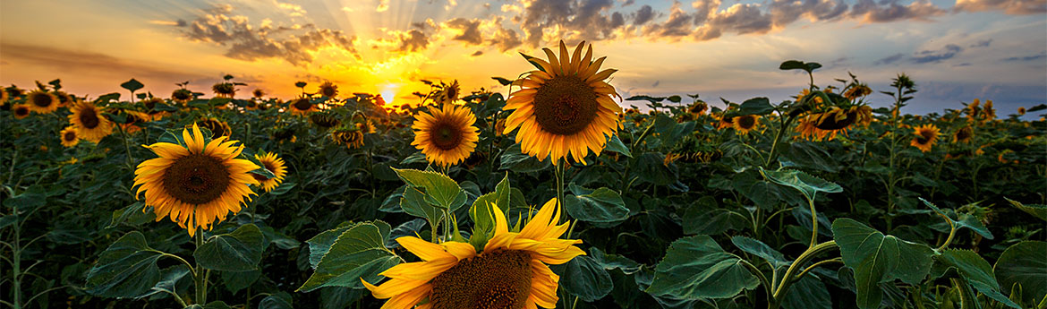 Sonnenblumenfeld beim Sonnenaufgang